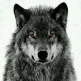 NOFAP Hardmode no pain no gain 🔥🍷🕊️