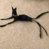 ⚡Bonde Do Gato Preto ⚡