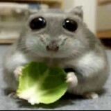 ★[∆ 𝙂𝙍𝙐𝙋𝙊 𝘿𝙊𝙎 𝘾𝘼𝙋𝙎 ∆]★