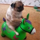 𝙧𝙚𝙨𝙚𝙣𝙝𝙖 𝙙𝙤 𝙘𝙖𝙥𝙨 👻