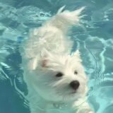 ✧༺ 🫐𝓐𝓶𝓲𝔃𝓪𝓭𝓮 𝓮 𝓫𝓪𝓽𝓮 𝓹𝓪𝓹𝓸 🫐༻✧