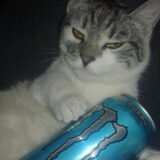 🎀🐎𝐥𝐞𝐠𝐢𝐚̃𝐨 𝐂𝐚𝐫𝐥𝐢𝐧𝐡𝐨𝐬 🐎🎀