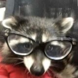 🌋𝑵𝞔𐊴Ս𝘚